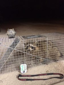 coon